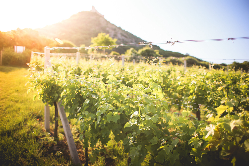 Vineyard