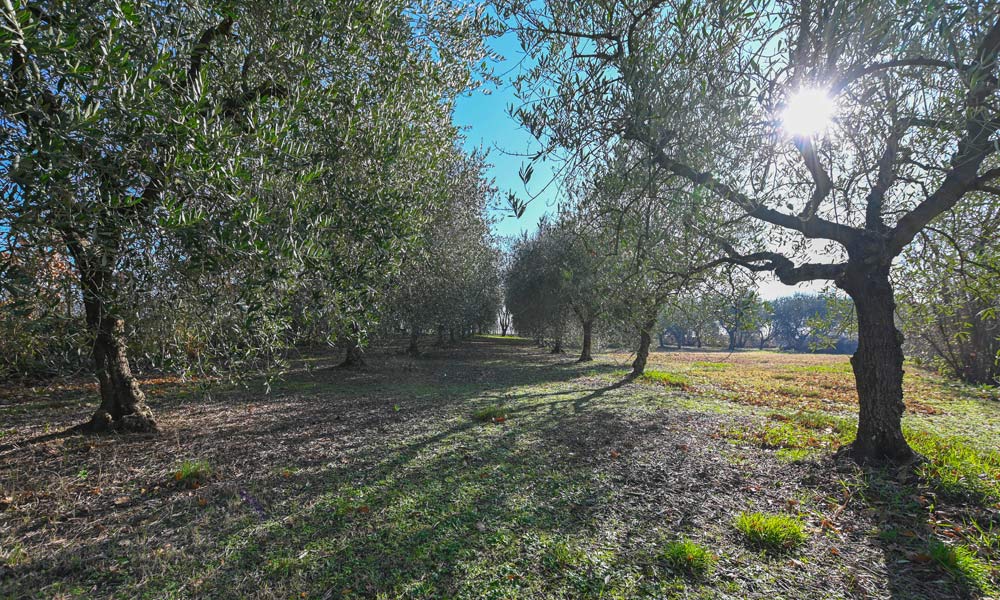 Farmhouse Foiano della Chiana Arezzo Tuscany