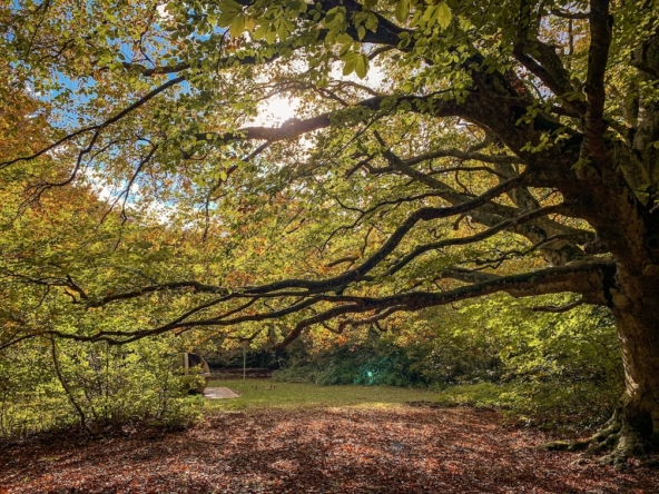 Foliage Marche Italy